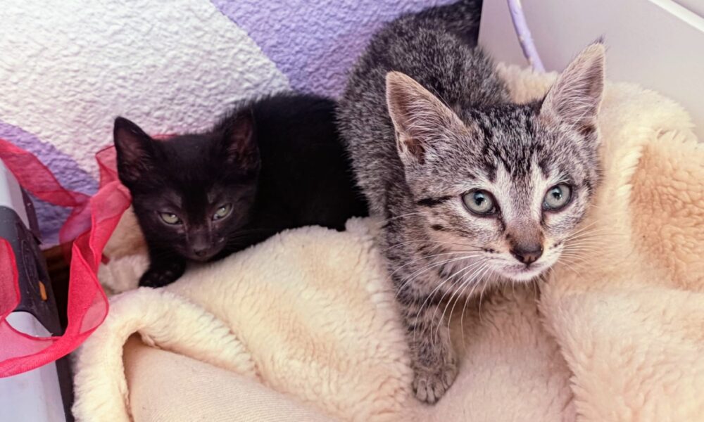 Neko y Kira adoptados