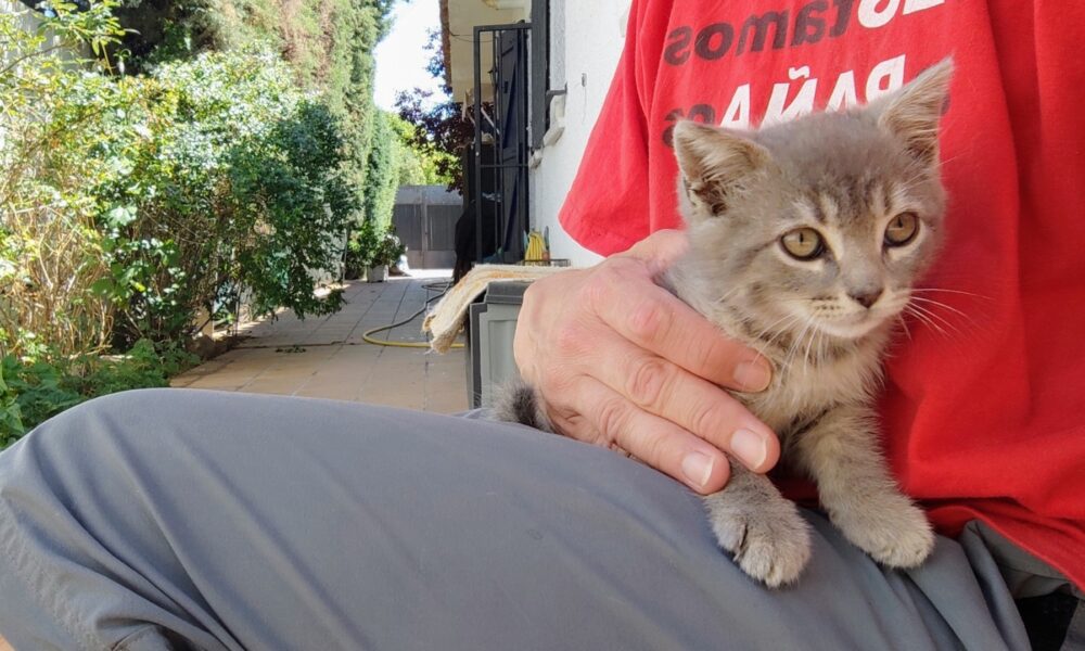 Hache testado, espera adopción