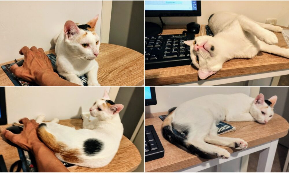 Nana es muy graciosa – En adopción