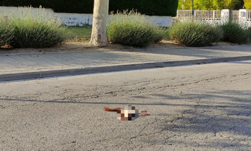 Ardilla atropellada – Avenida de Madrid