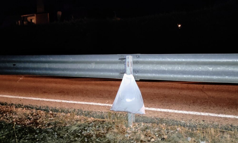 Gato atropellado – acceso a Los Manantiales