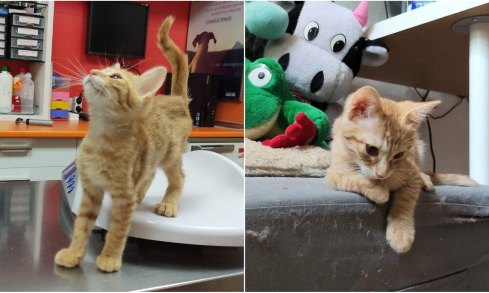 Rita está preciosa, en adopción