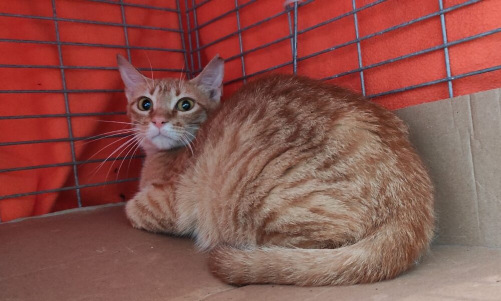 La mamá de los rubios esterilizada y liberada