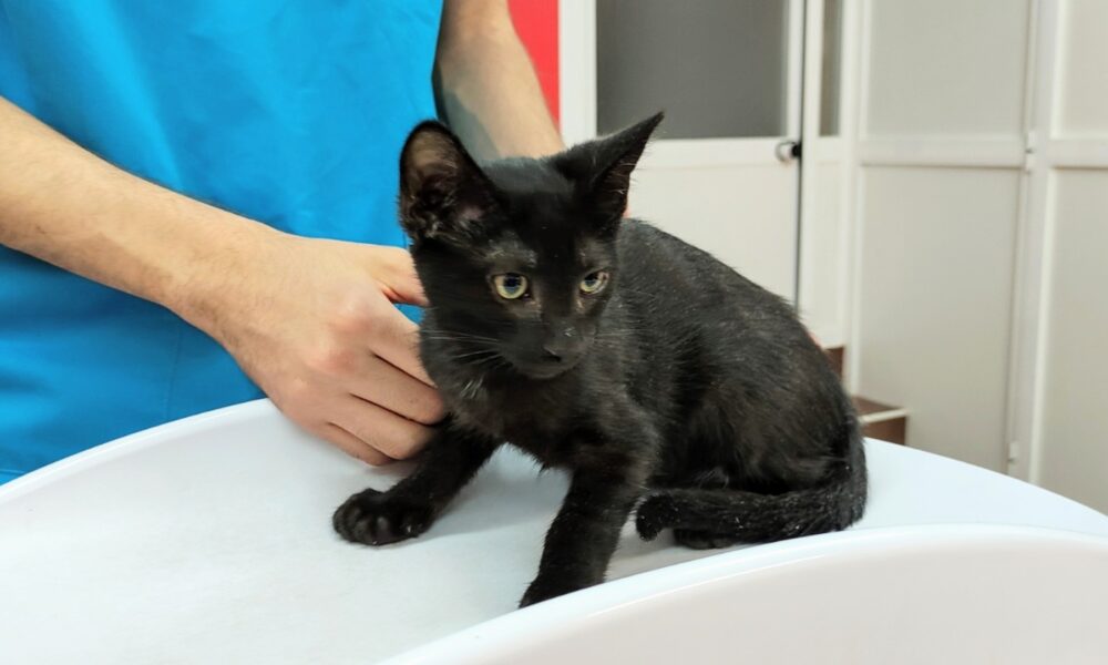 Shiro en adopción – Test FIV positivo