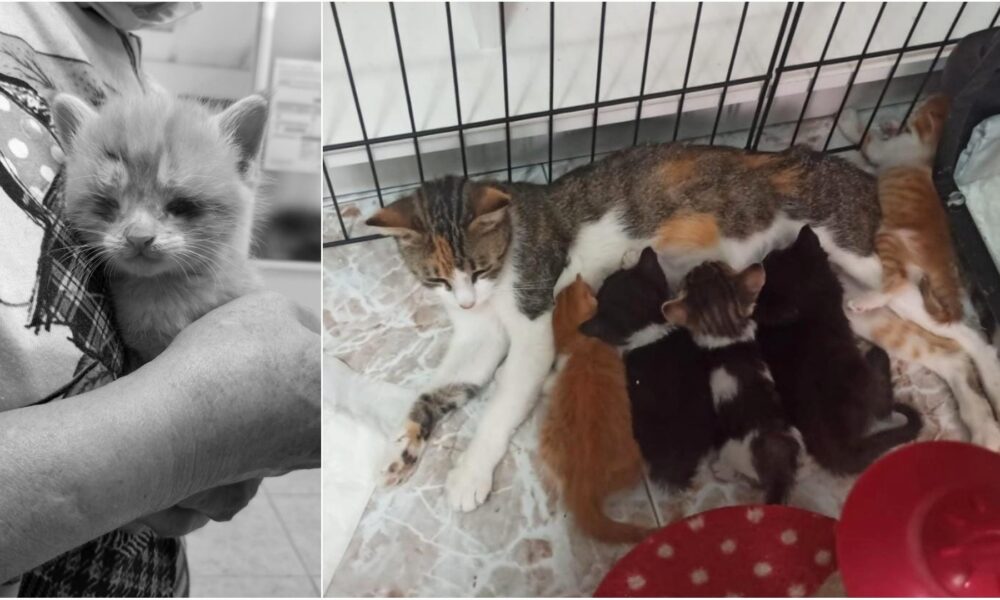 El rescate de la camada de Sevillalta