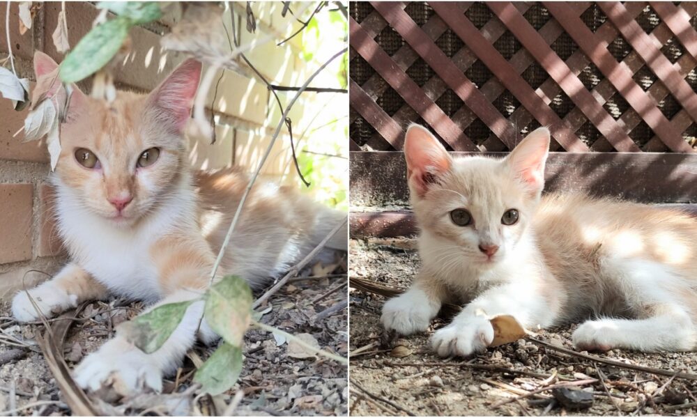 Acogida y adopción para una gata y su pequeño