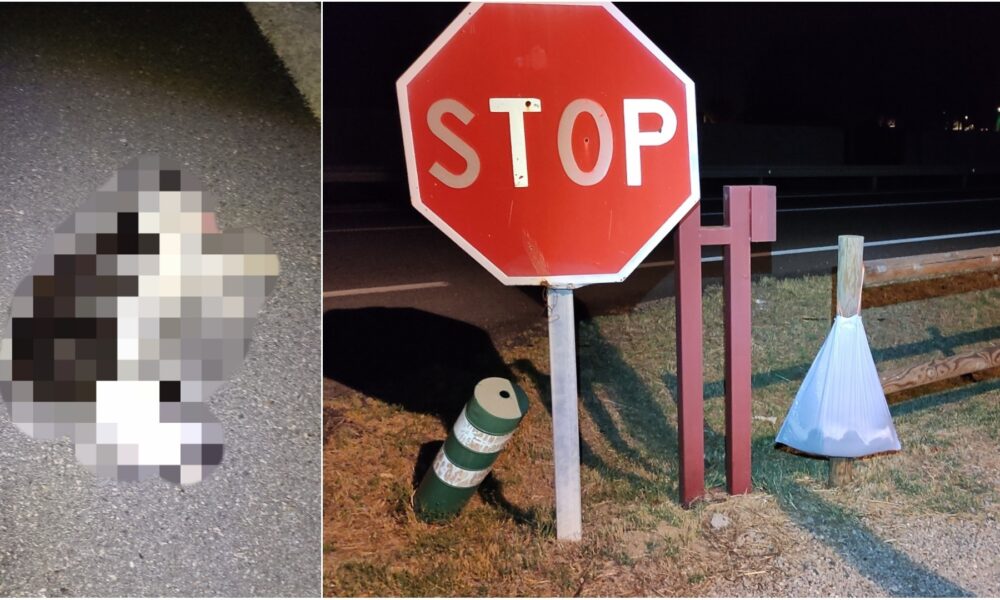 Gato atropellado – M600 frente a Valdelagua