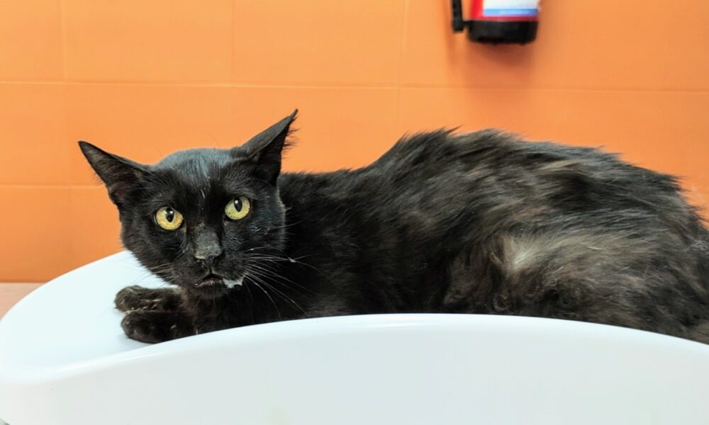 Valentino († 30/08/2021)