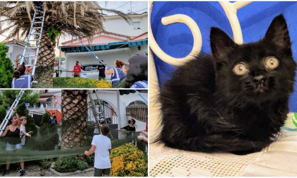 Difícil rescate en la palmera