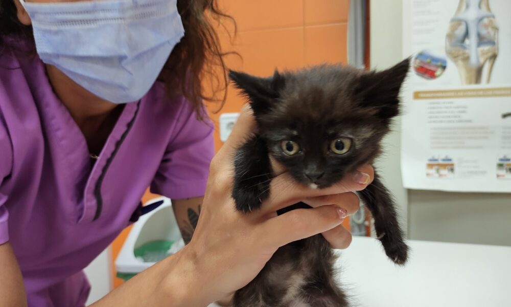 Rescatada la gatita Brownie