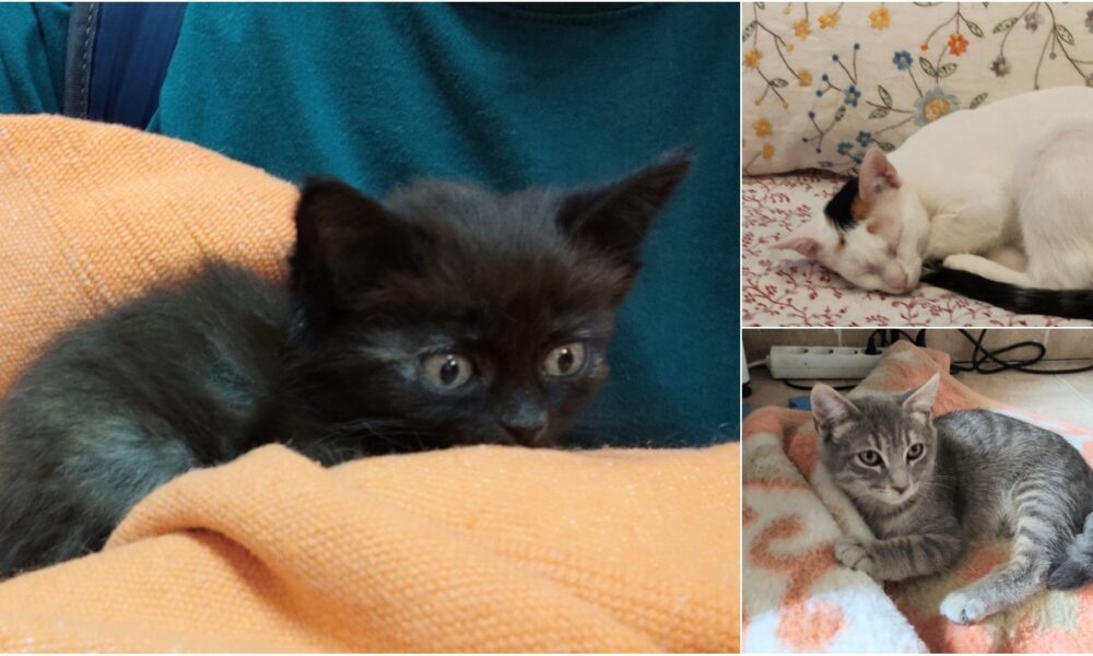 Seguimos necesitando casas de acogida