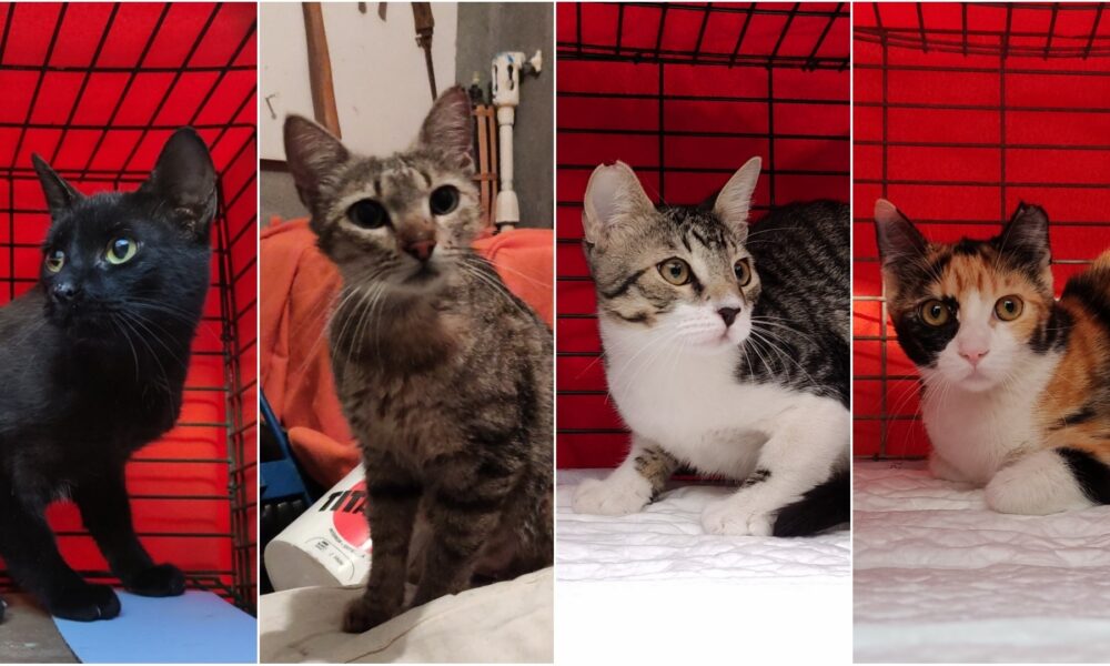 Gatos esterilizados en varias zonas de Sevilla la Nueva