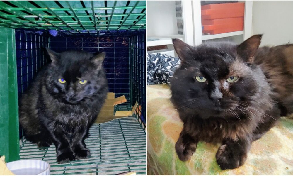 Ayudando al gatito Oso