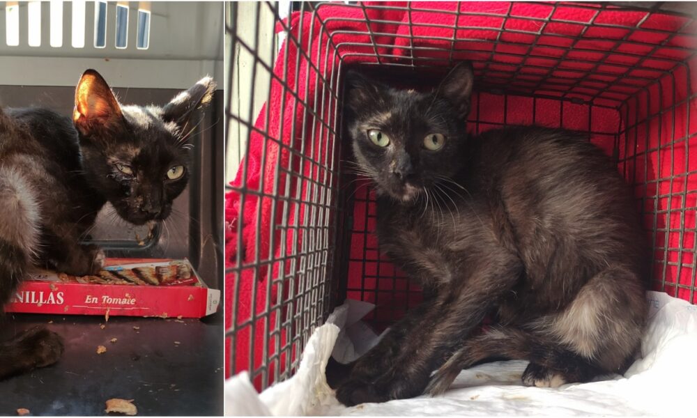 Gata atendida y esterilizada en Villanueva de Perales