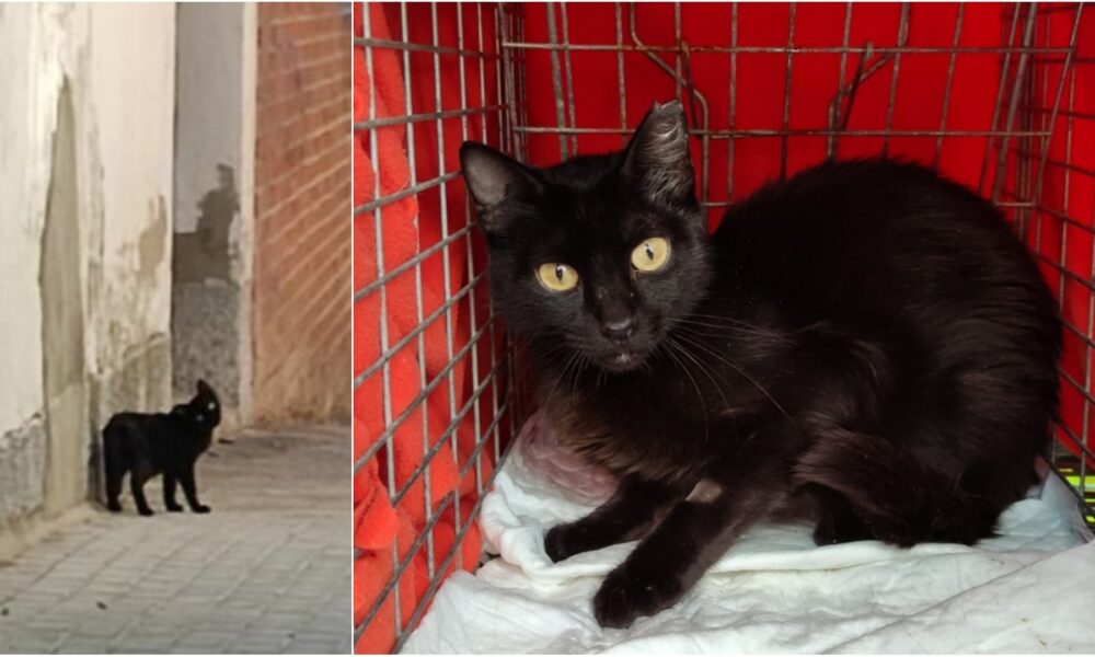 Gata con síndrome vestibular