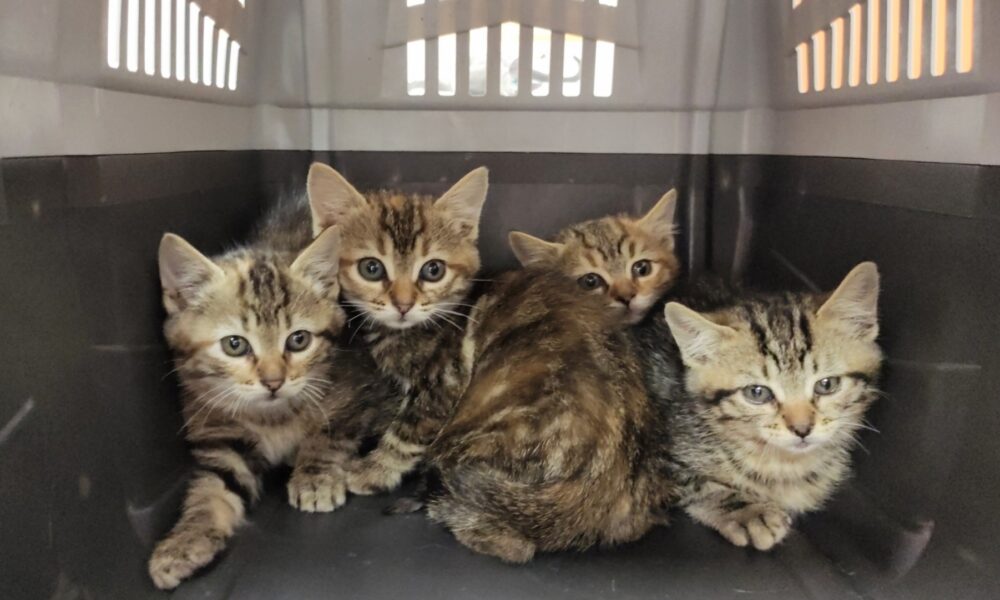 Las Beatles en adopción