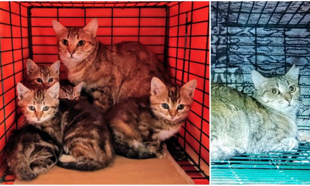 La mamá de Las Beatles esterilizada y retornada