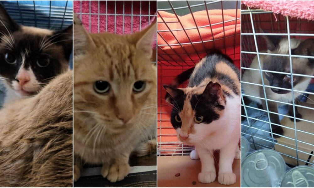 Nueva campaña de esterilizaciones en Sevilla la Nueva