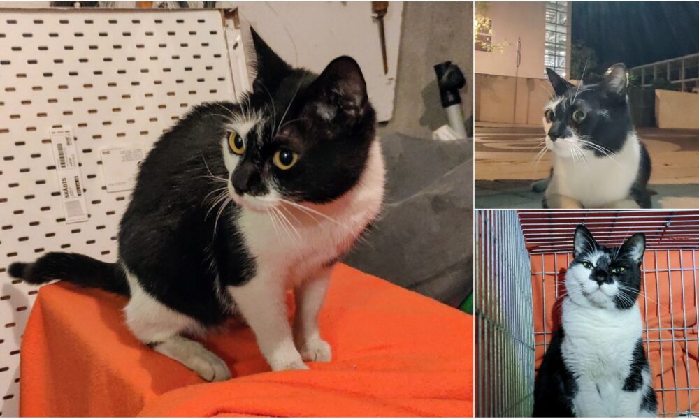 Final feliz para Noa