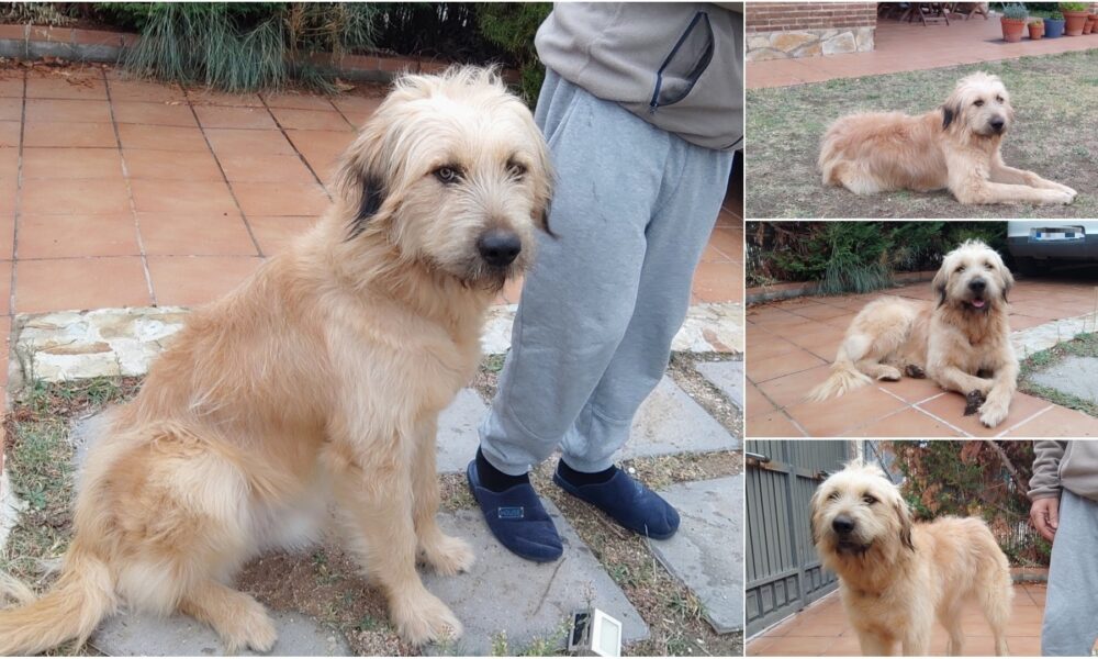 Adopción para León, el perrito encontrado en una gasolinera