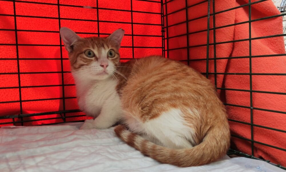 Paquita esterilizada y liberada