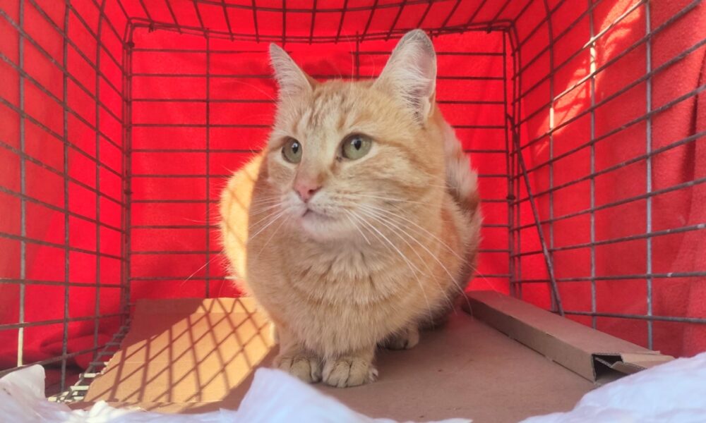 Gata naranja encontrada – zona Plaza de los Arcos