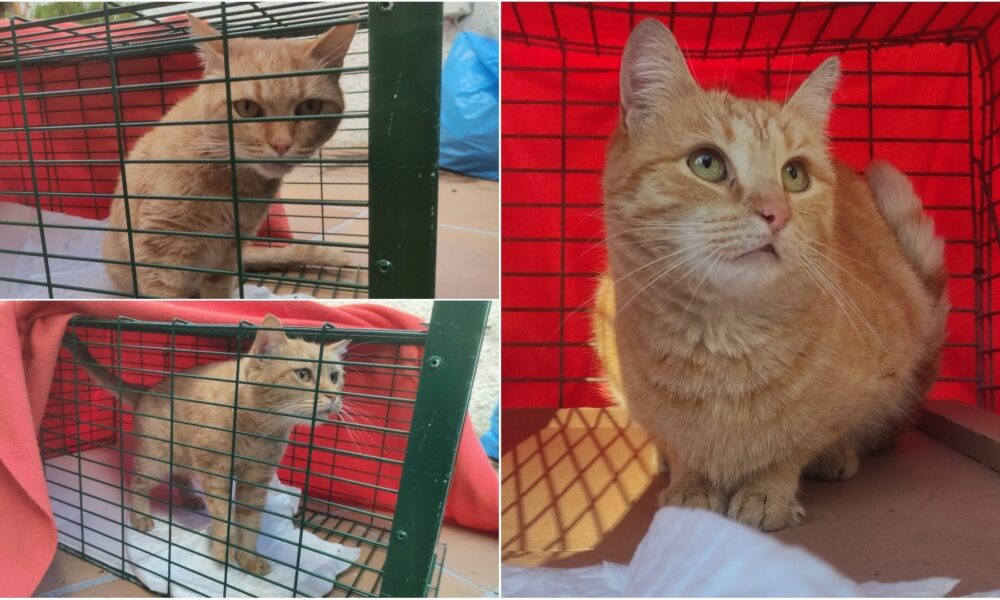 Gatita perdida – Zona El Hórreo