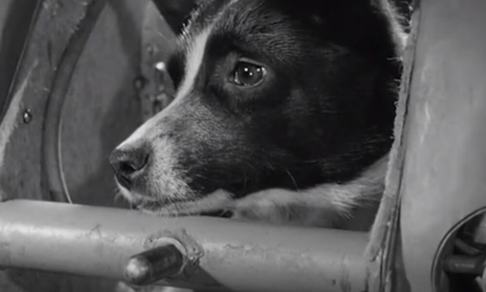 Laika († 03/11/1957)