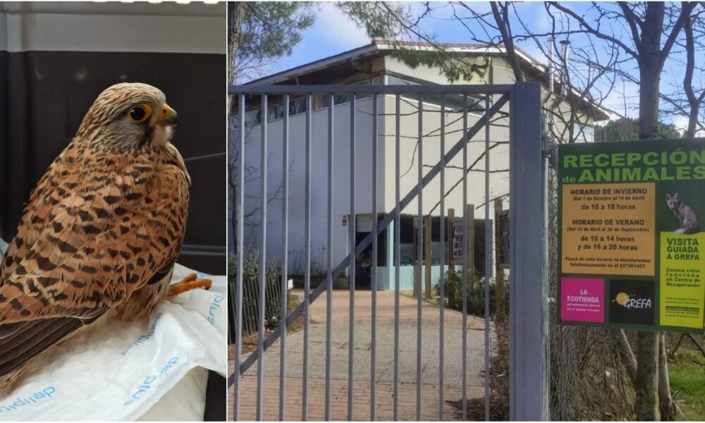 Cernícalo hembra herida († 30/12/2021)