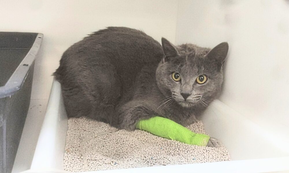 Canelito hospitalizado