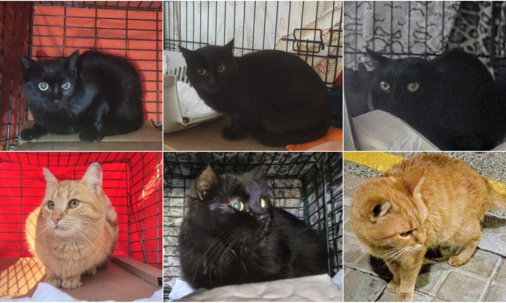 Últimas esterilizaciones 2021