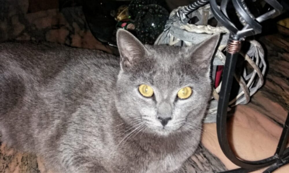 El gato Canelito ya está bien