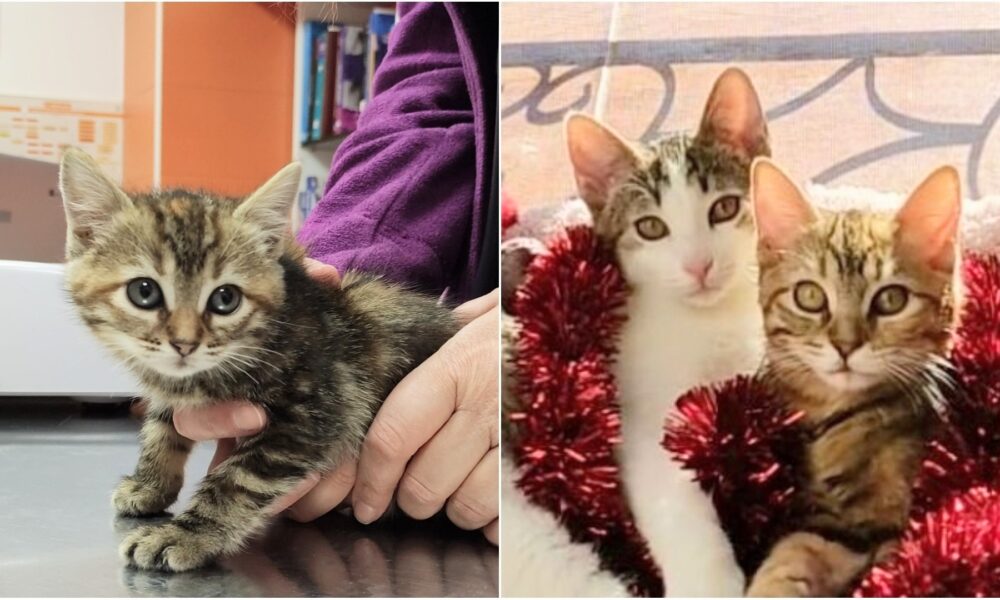 Paula y Rania adoptadas