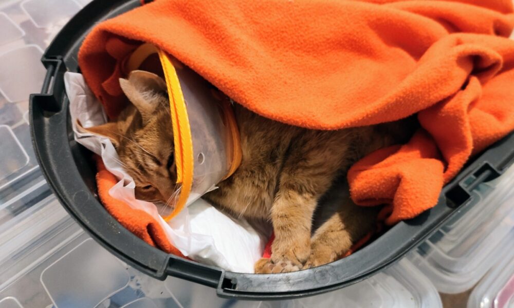 La gatita Dirac está bien tras la operación