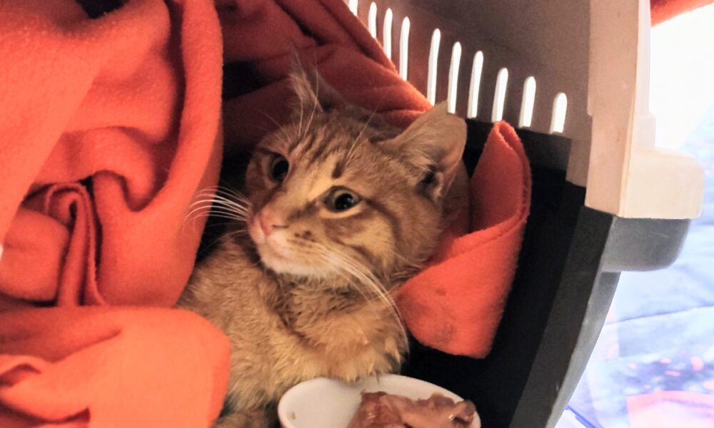 Donaciones y sorteo para la operación de Dirac