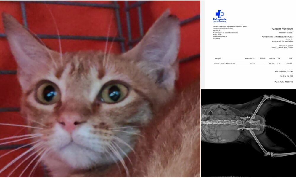 Estado de la gatita Dirac – 08/02/2022