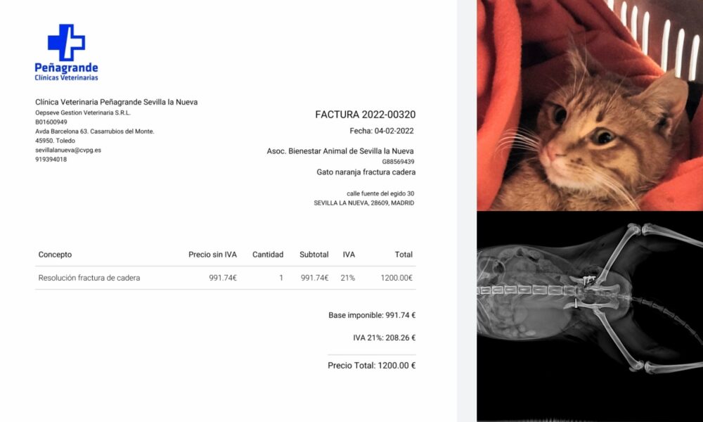 Estado de las donaciones y sorteo para la gatita Dirac