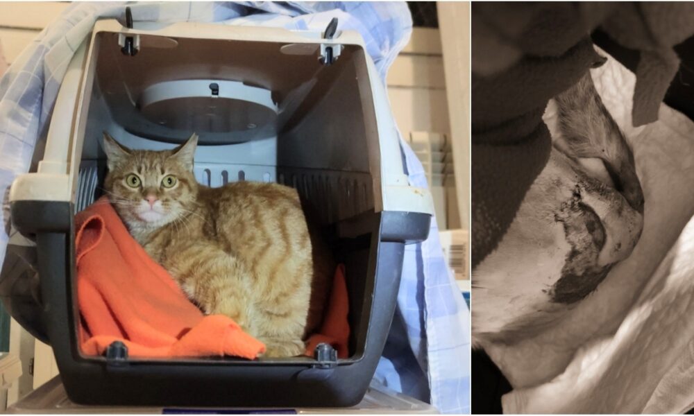 Gatita Dirac: montaña rusa