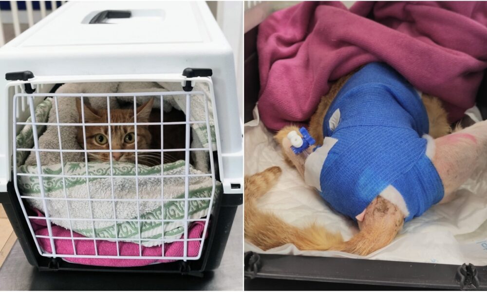 Gatita Dirac: preocupados