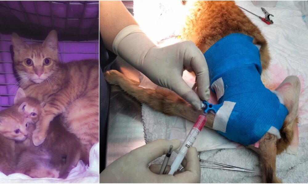 Novedades e historia de la gatita Dirac