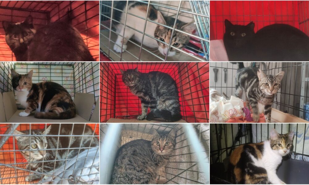 Más gatos esterilizados