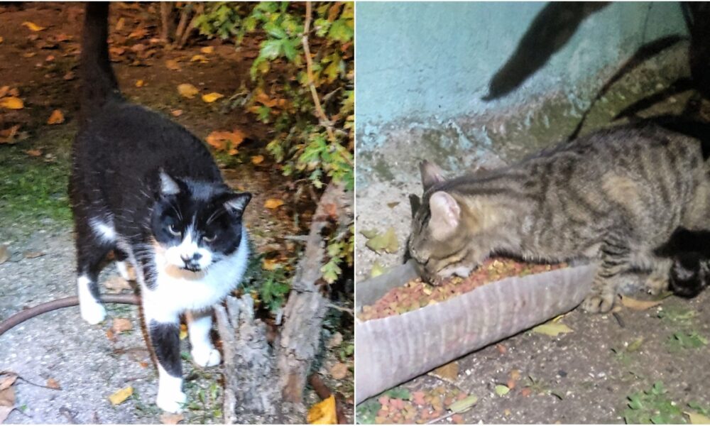 Aarón y Pippin siguen bien meses después