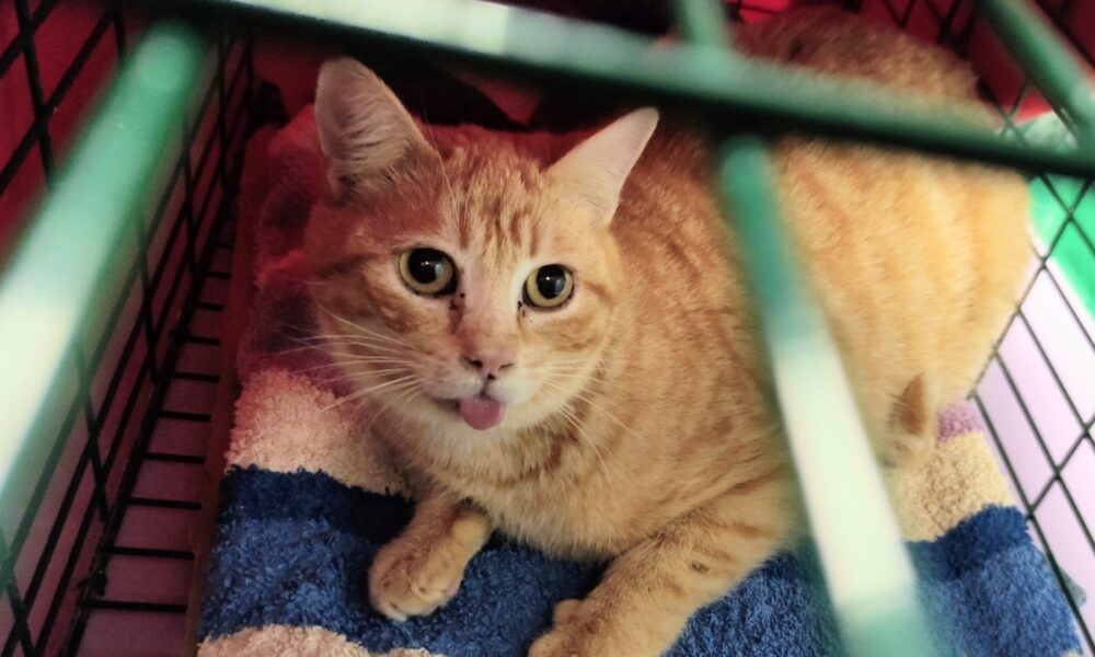 La gata Erika fallecida