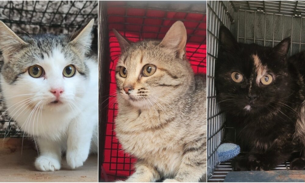 Gatitos esterilizados – 10/03/2022