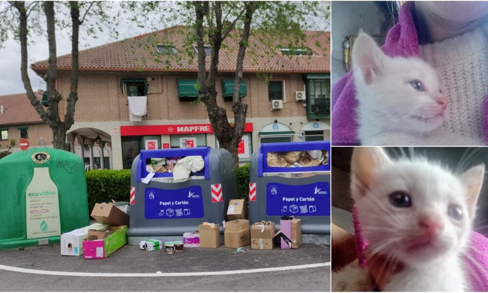 De nuevo abandonan a un gatito en una caja