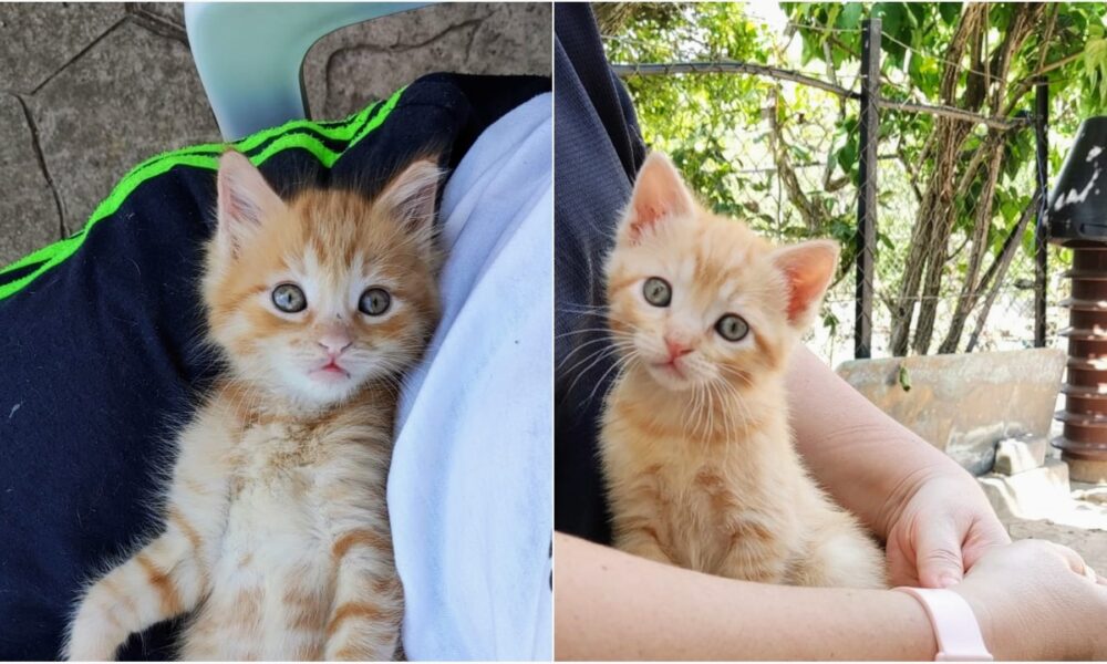 Curro y Pancho adoptados