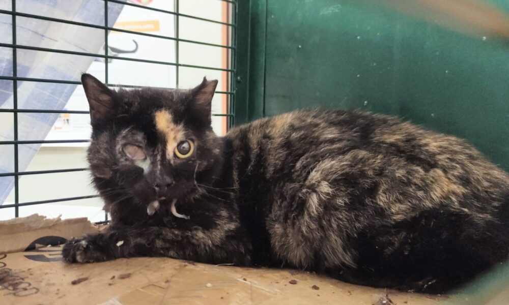 Julita se ha escapado 😢