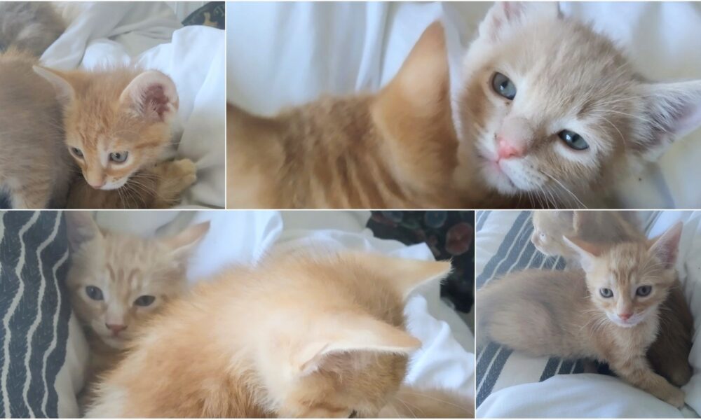 Gatitos achuchables en adopción