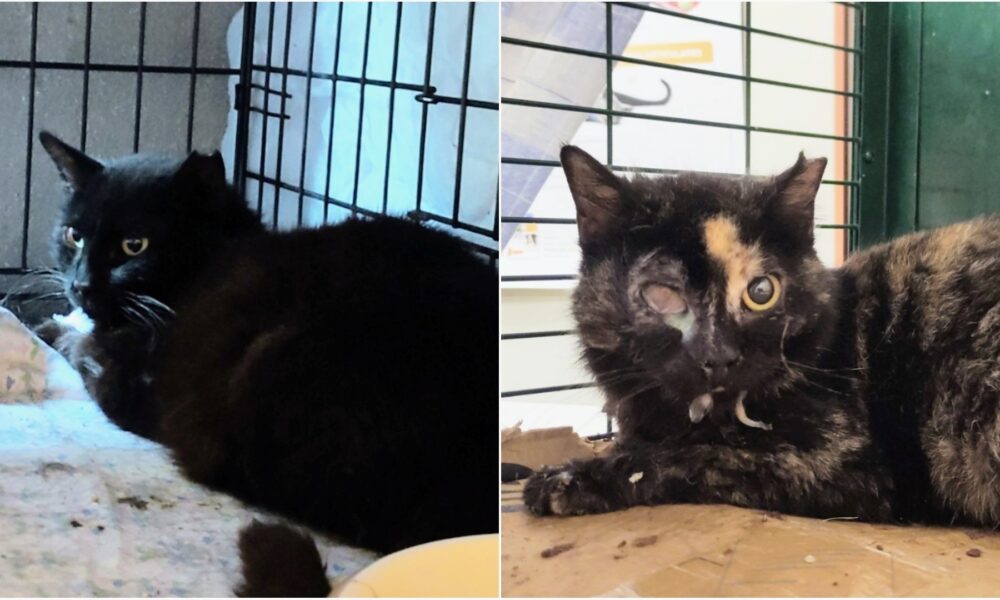 Compromiso con los gatos enfermos: Julio y Julita