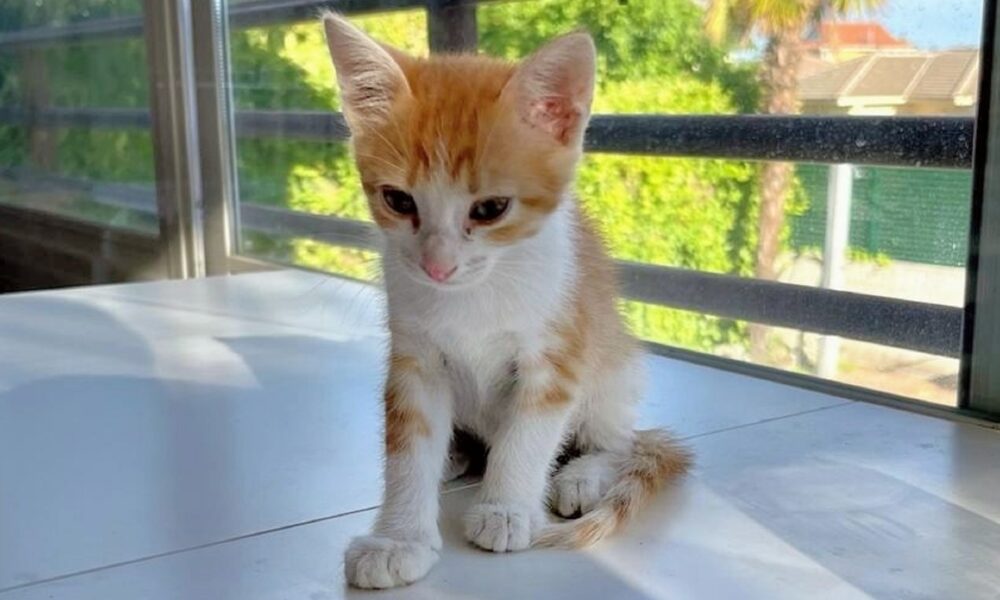 León (ahora Rubius) adoptado